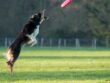 Alle kan være med til Ultimate frisbee
