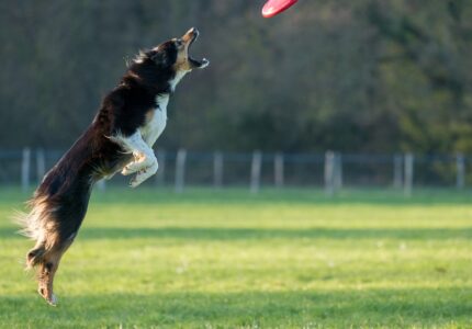 Alle kan være med til Ultimate frisbee